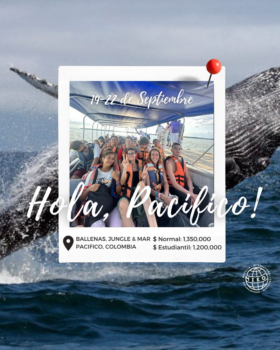 BALLENAS, JUNGLE & MAR