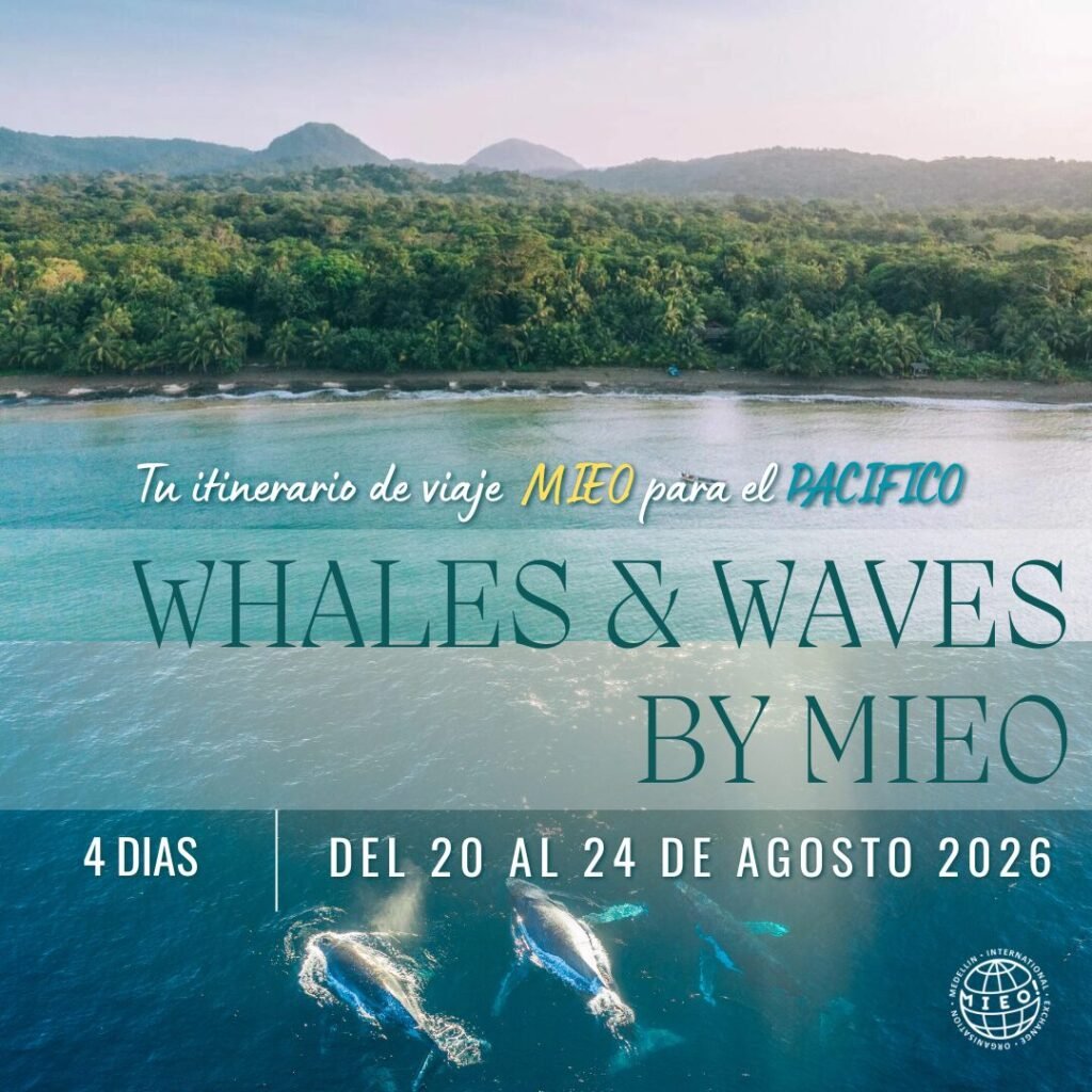 Pacífico: Whales & Waves by MIEO